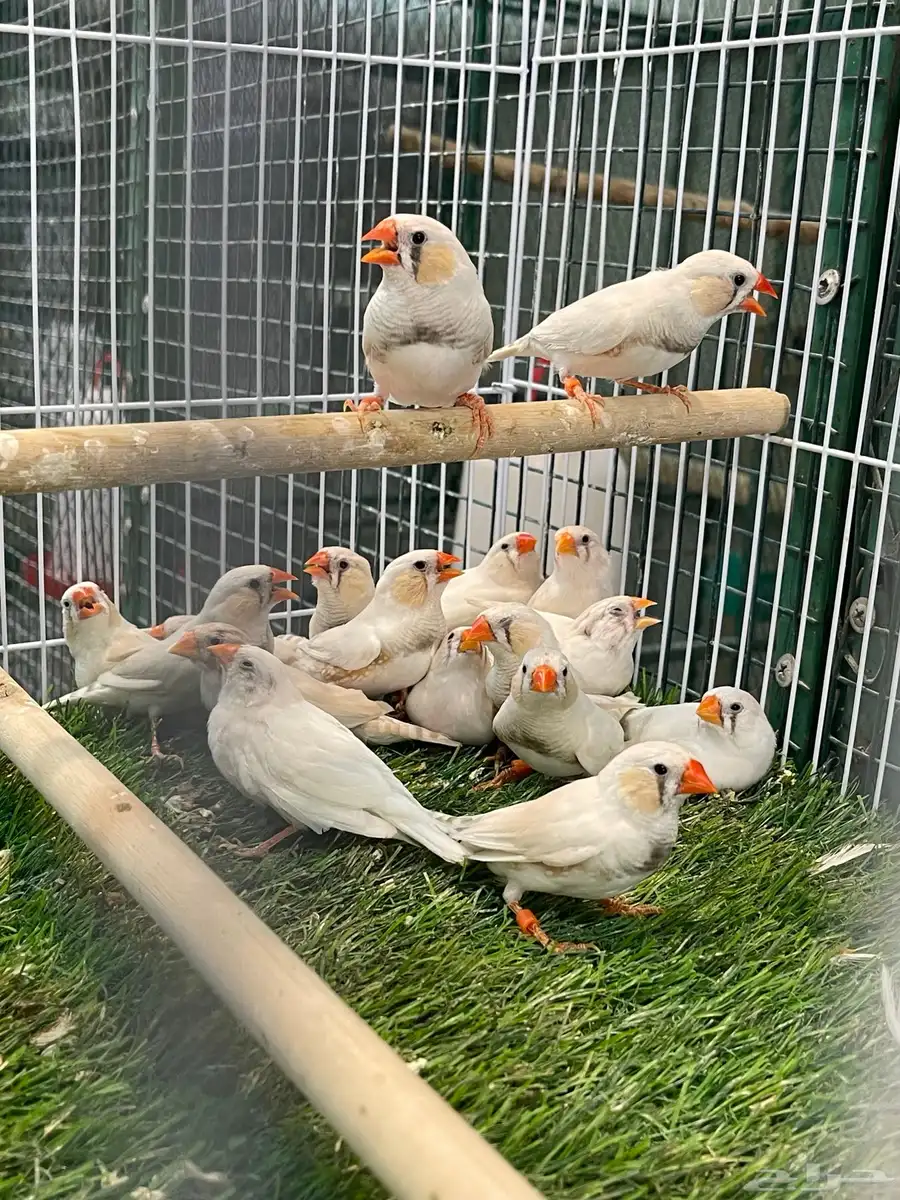 طيورزوبرا 3