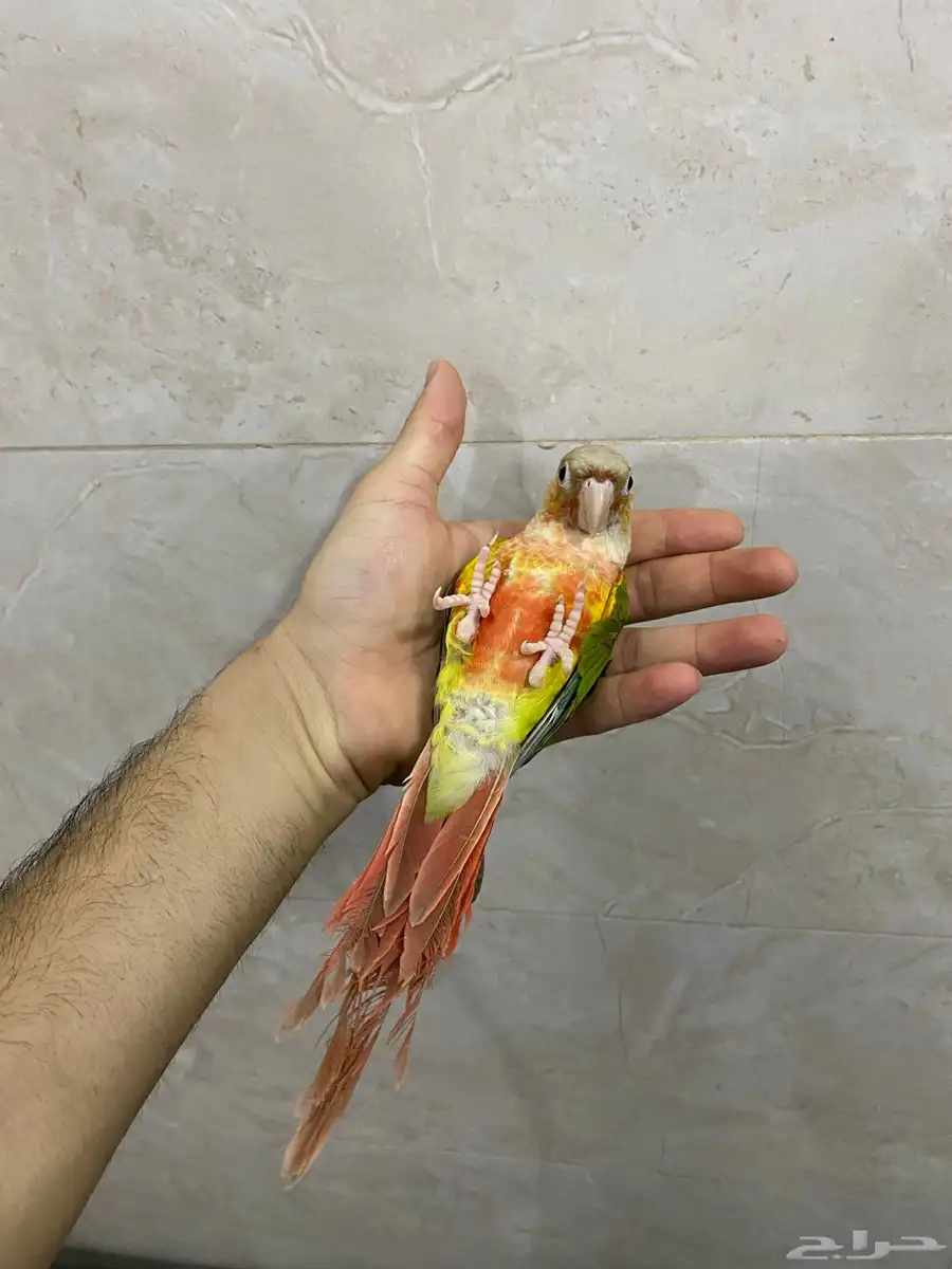 كنيورات أليفات ولاكن فيها خوف بسيط جدا 2