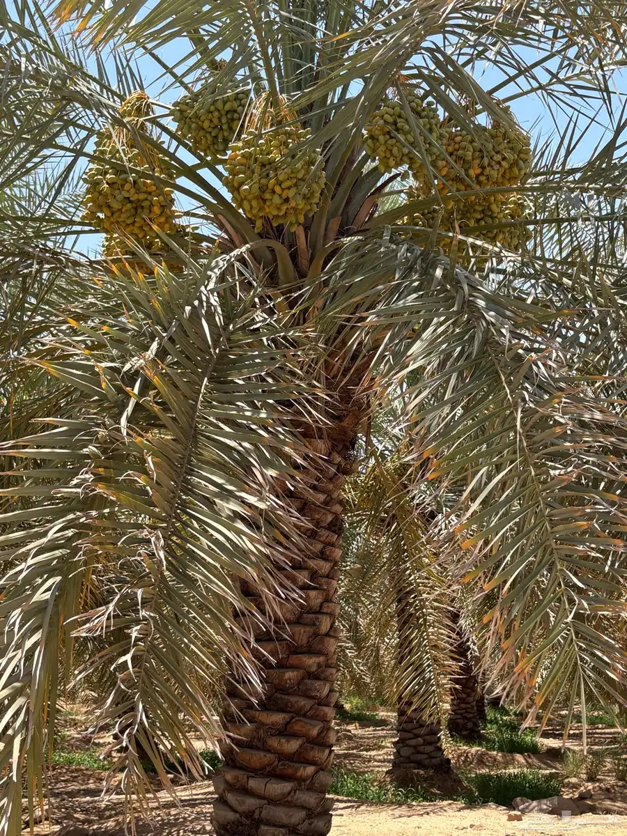 محصول 1000 نخله خلاص للبيع 13