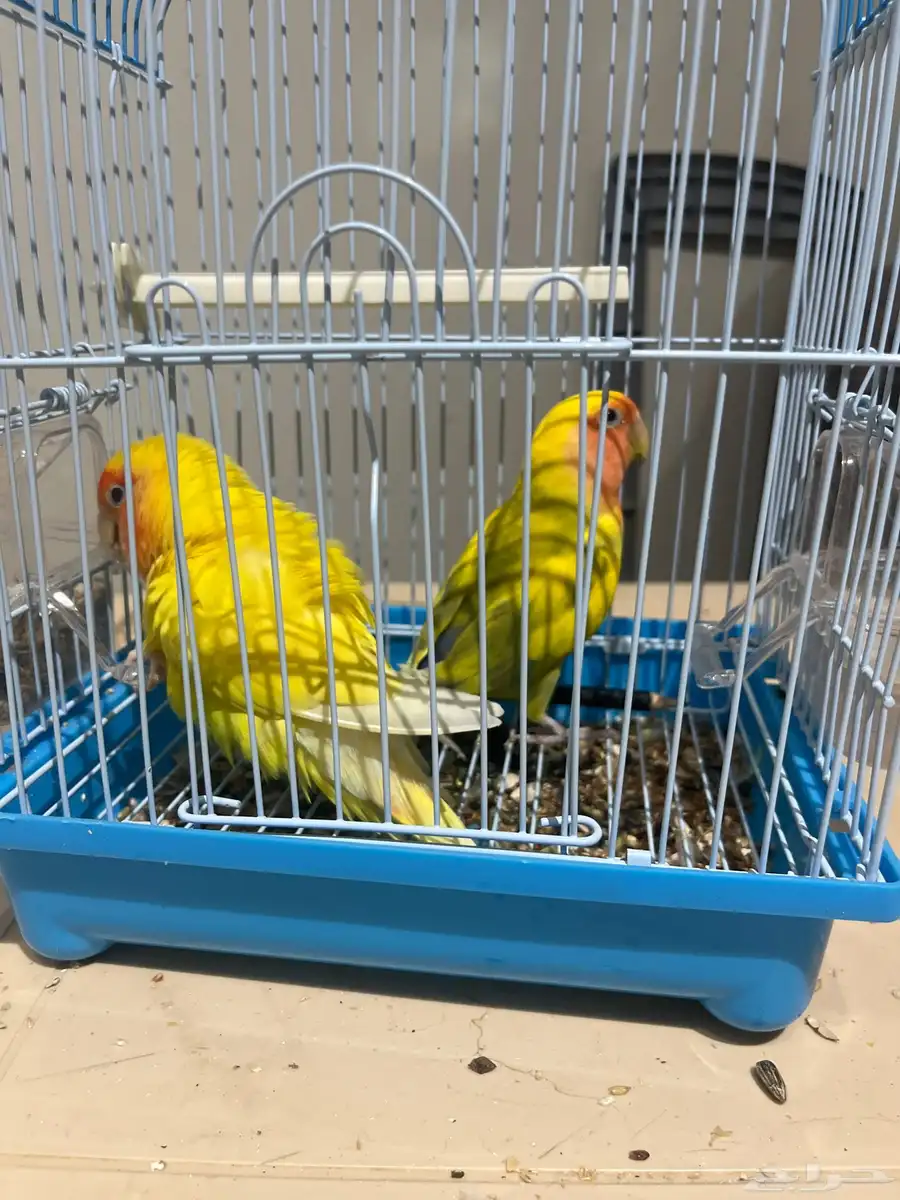 عصفور روز 0