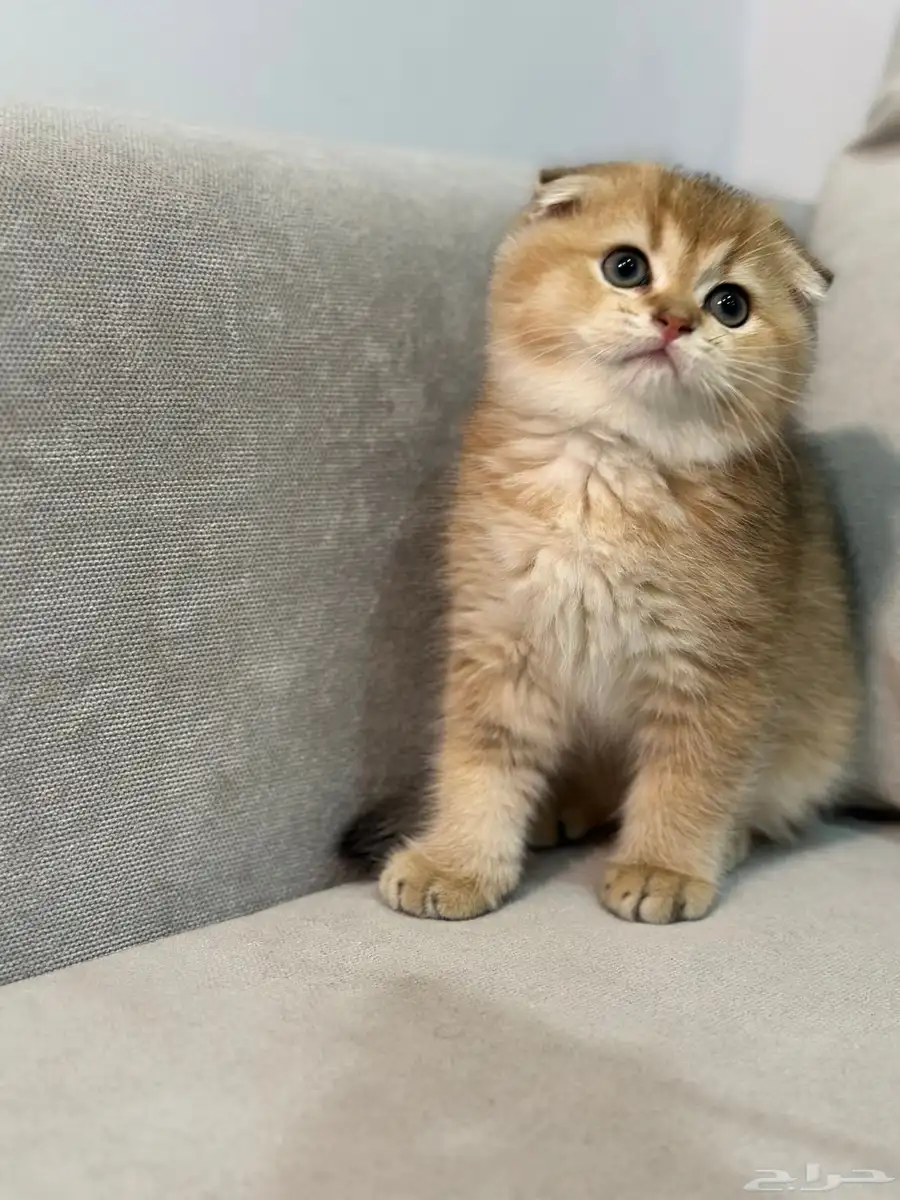 سكوتش فولد وستريت 1