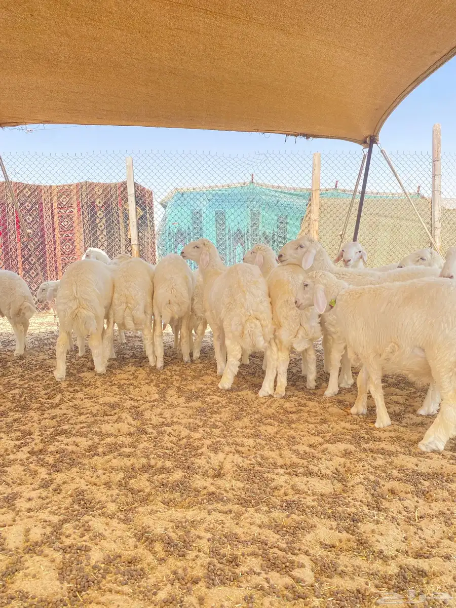 خرفان حريات 1
