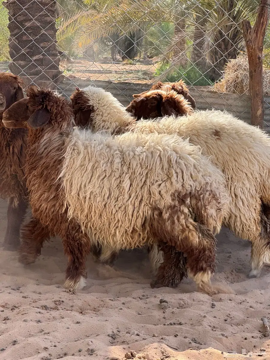 جذعات نعيم 1