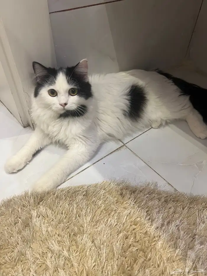 للتبني 3