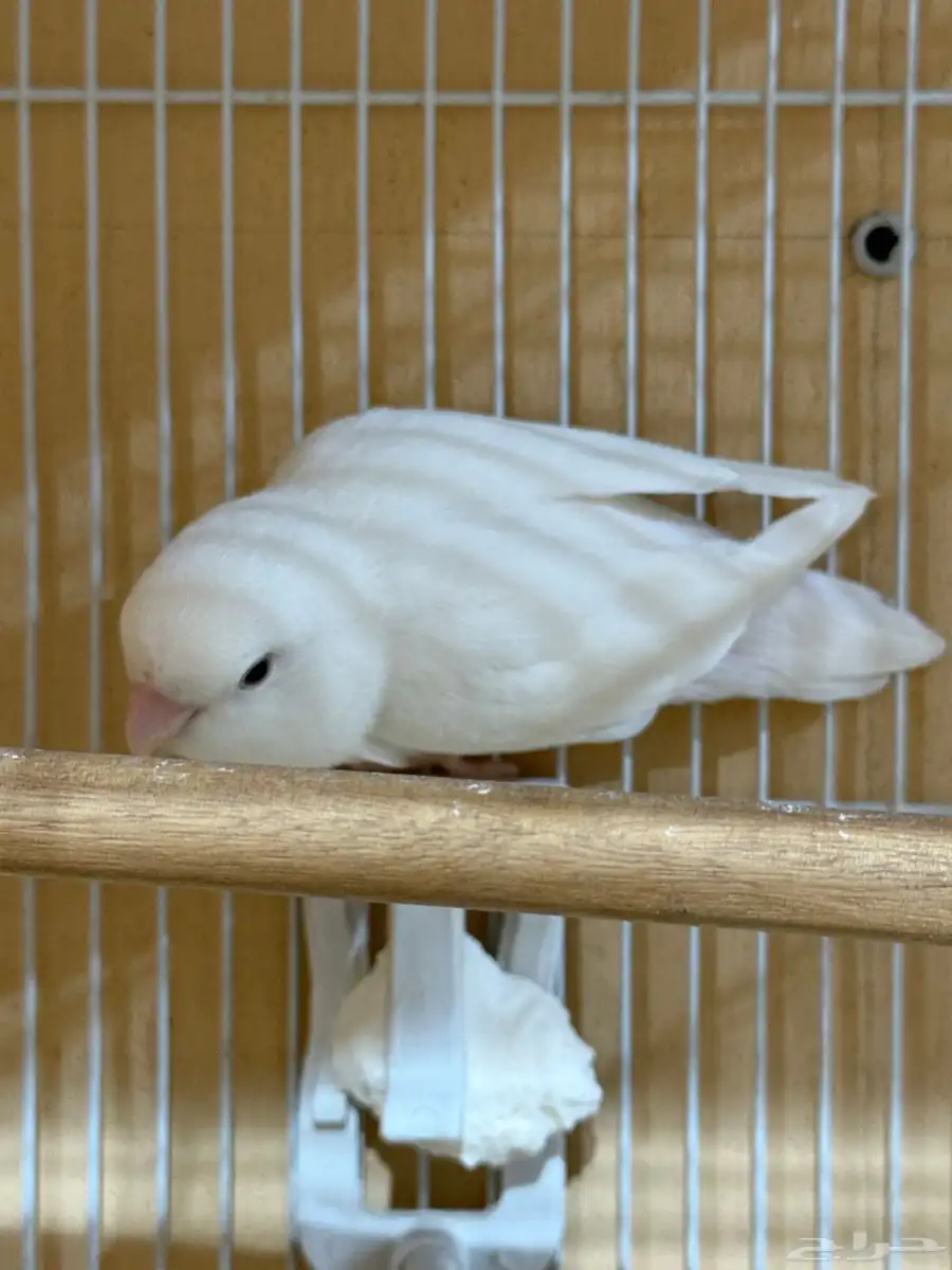 للبيع جوز روز معه بيضه 4