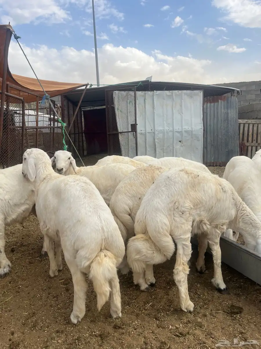 ياهل الزين ياهل الجبر طليان كفو عمارها 6 شهو 0
