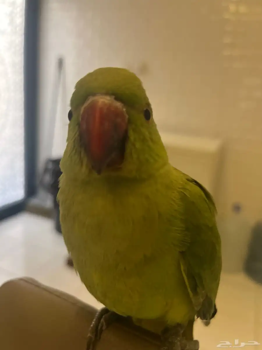 ببغاء دره اليف 1