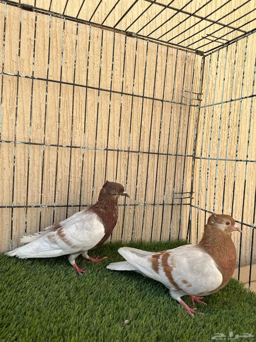 حمام ارشنجل جوز منتج ماشاءالله نوادر 1