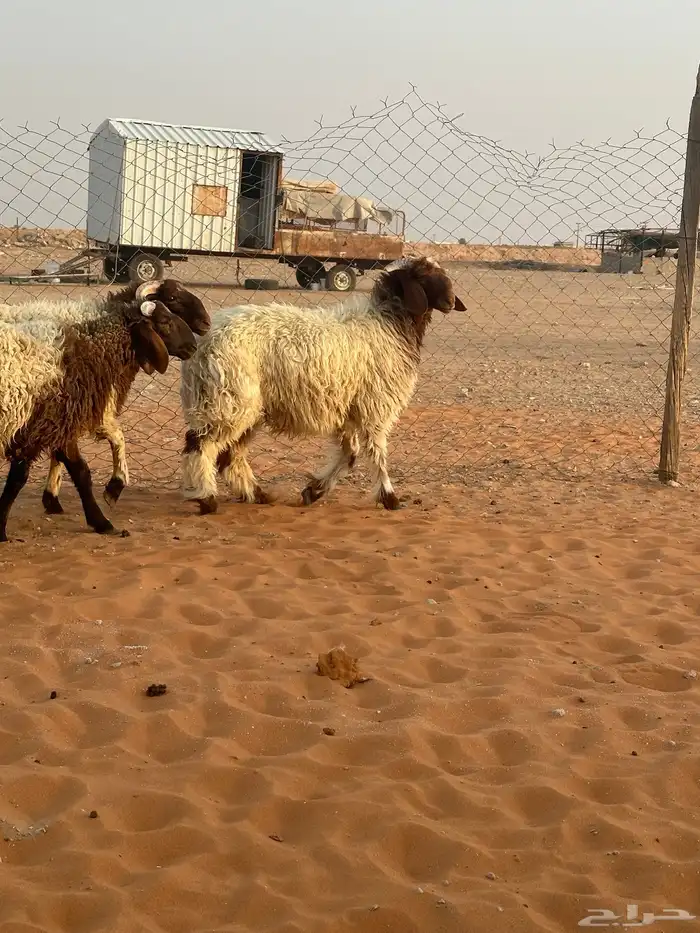 خرفان نعيم جبر 5