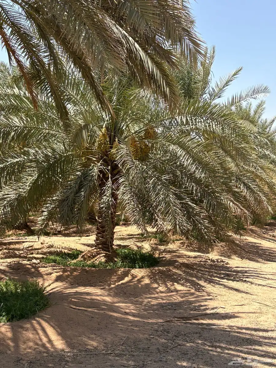 محصول 1000 نخله خلاص للبيع 15