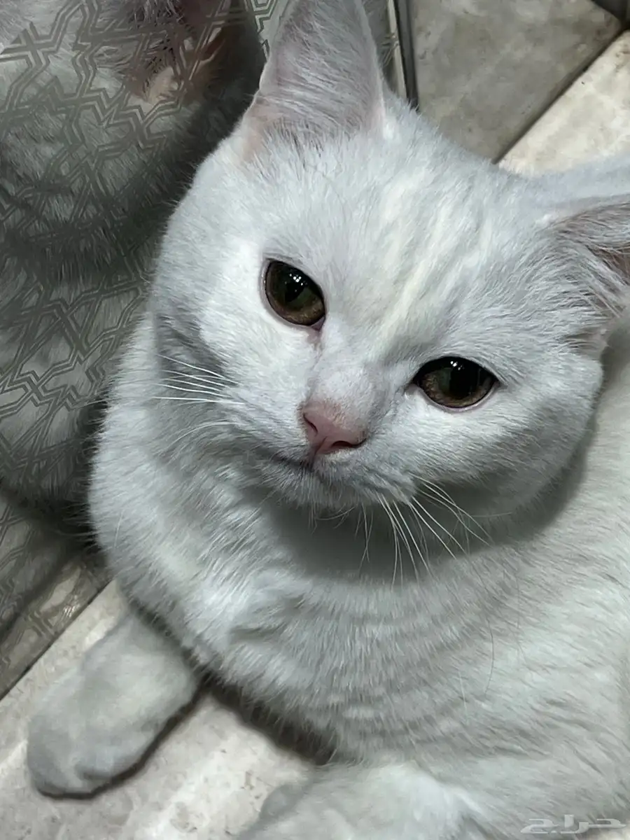 قط ذكر سكوتش ستريت للتبني دون مقابل 2