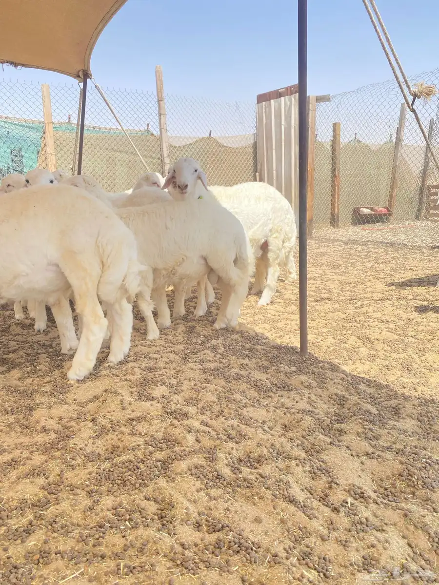 خرفان حريات 4