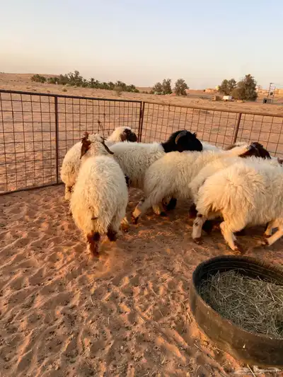 نعيم طيبه ( تم البيع ) 2
