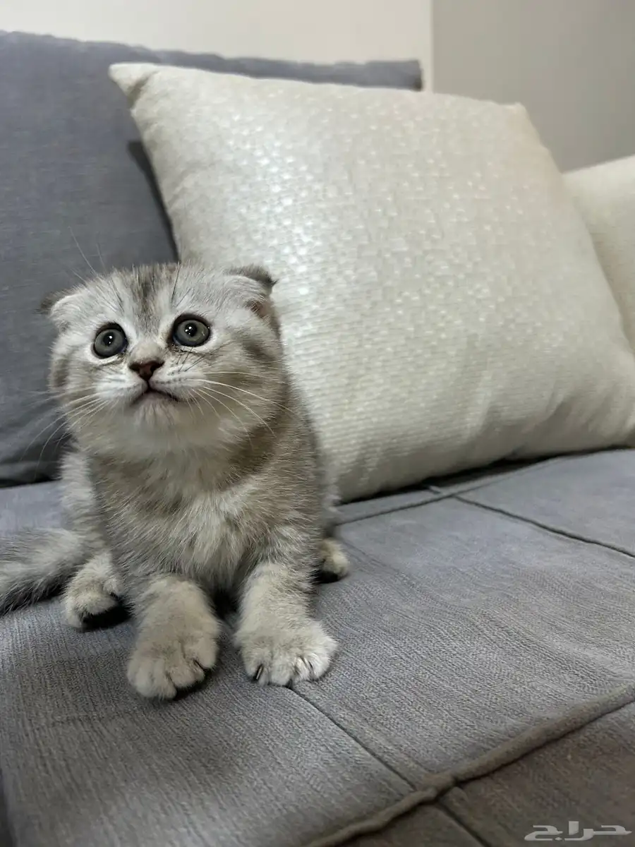 قطط كيتن سكوتش فولد وستريت للبيع 6