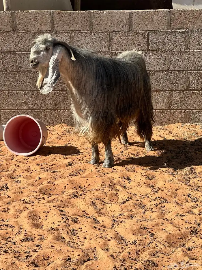 تيس عارضي طيب بالحيل 2