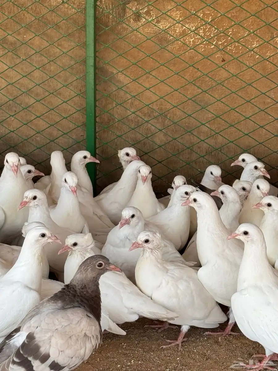 فروخ حمام لاحم فرنسي وبط آكله ذره ودخن وحلبه ومكعب وشعير طعم 1
