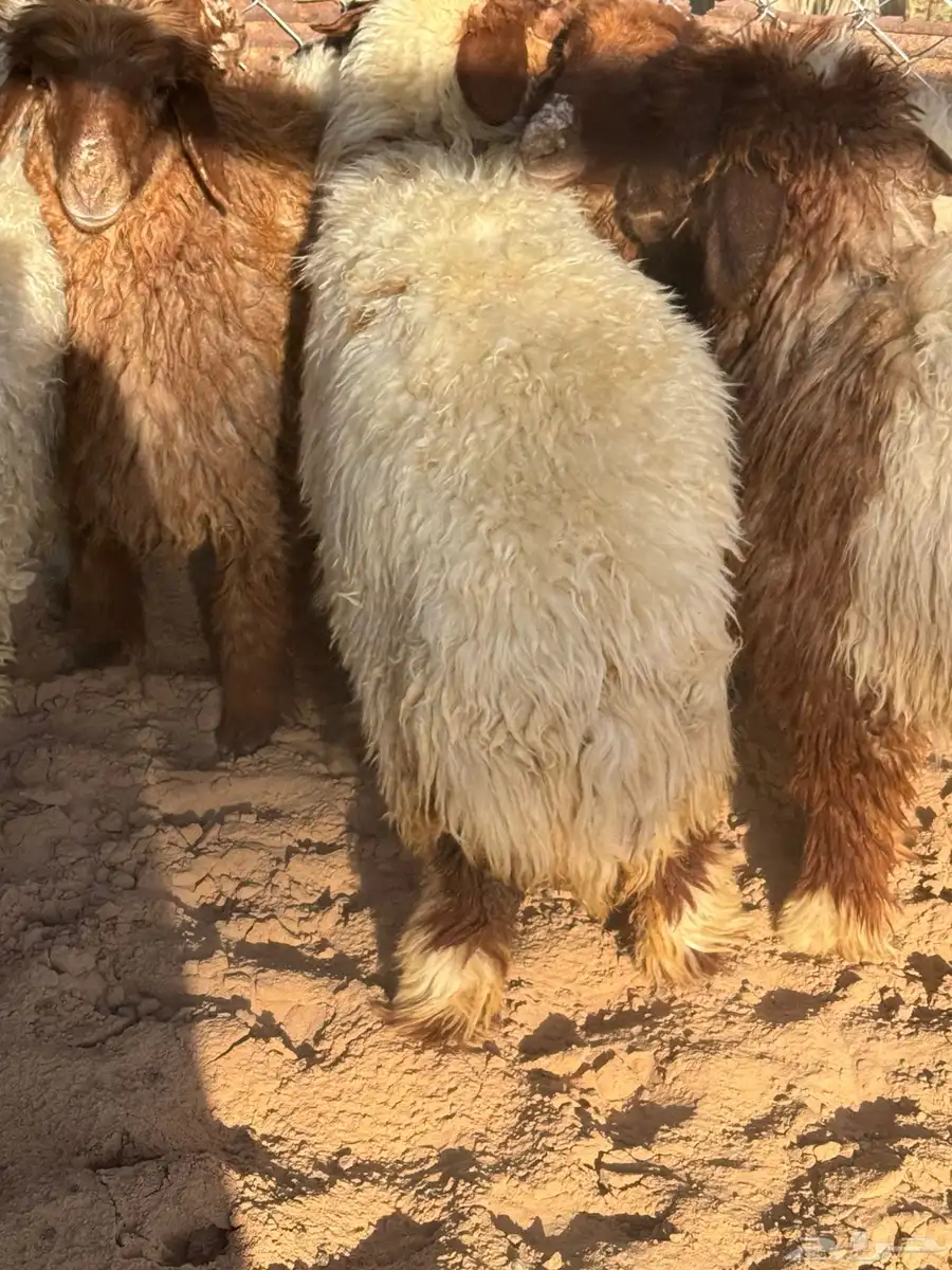 جذعات نعيم 5