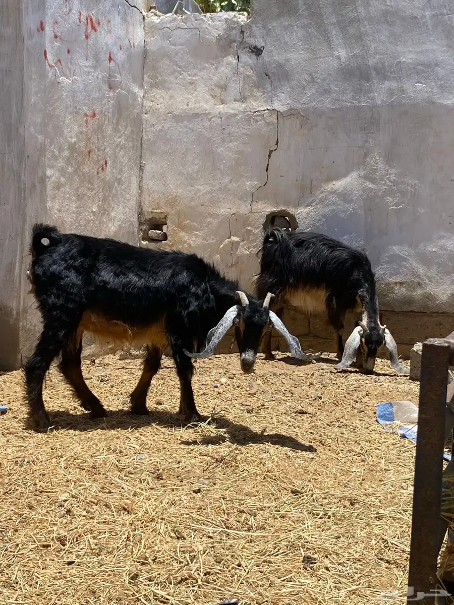 معزا مضريع وحده دافع 2