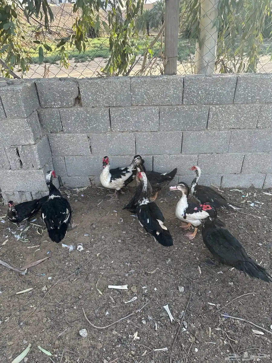 بط بح 3