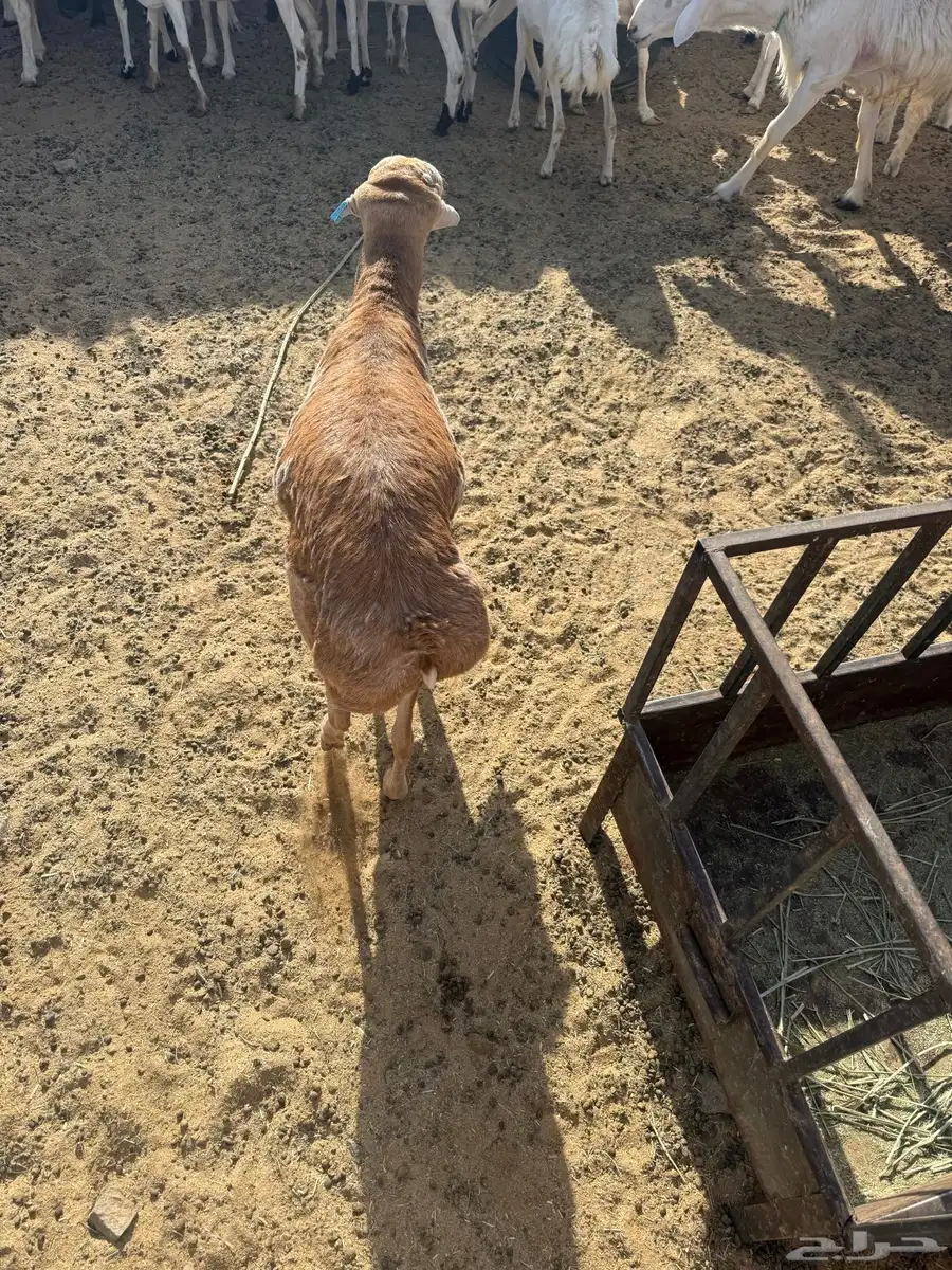 فل شحم ذبيحه طلي رفيدي تربيه 1