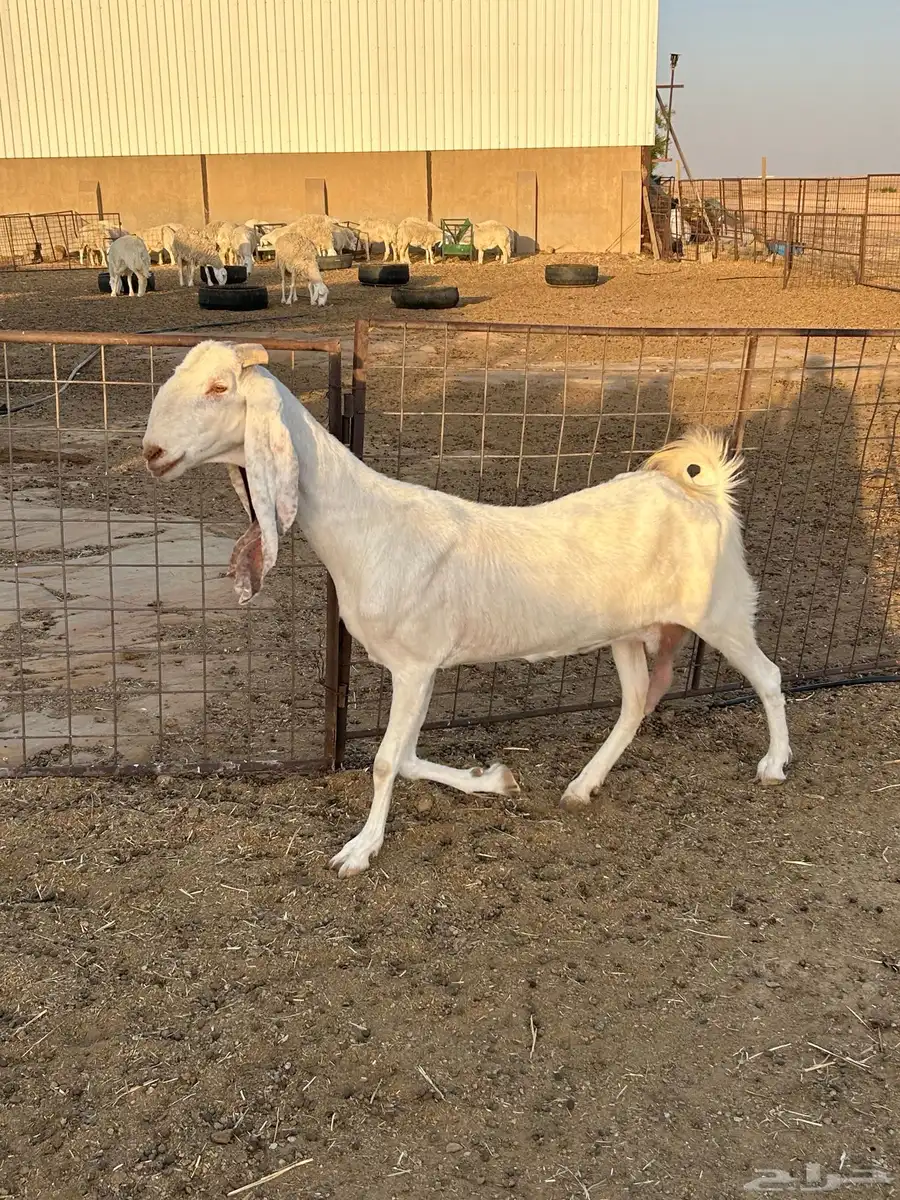 للبيع مطورات نوادر صنف مقرعات 0