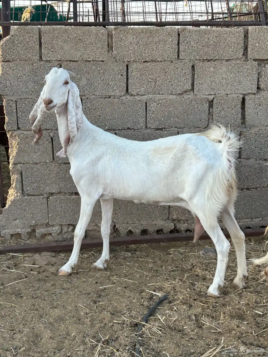 للبيع مطورات نوادر صنف مقرعات 2