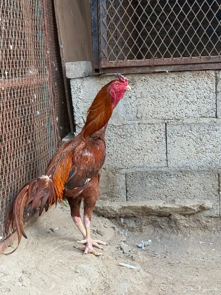 للبيع ديك باكستاني 0