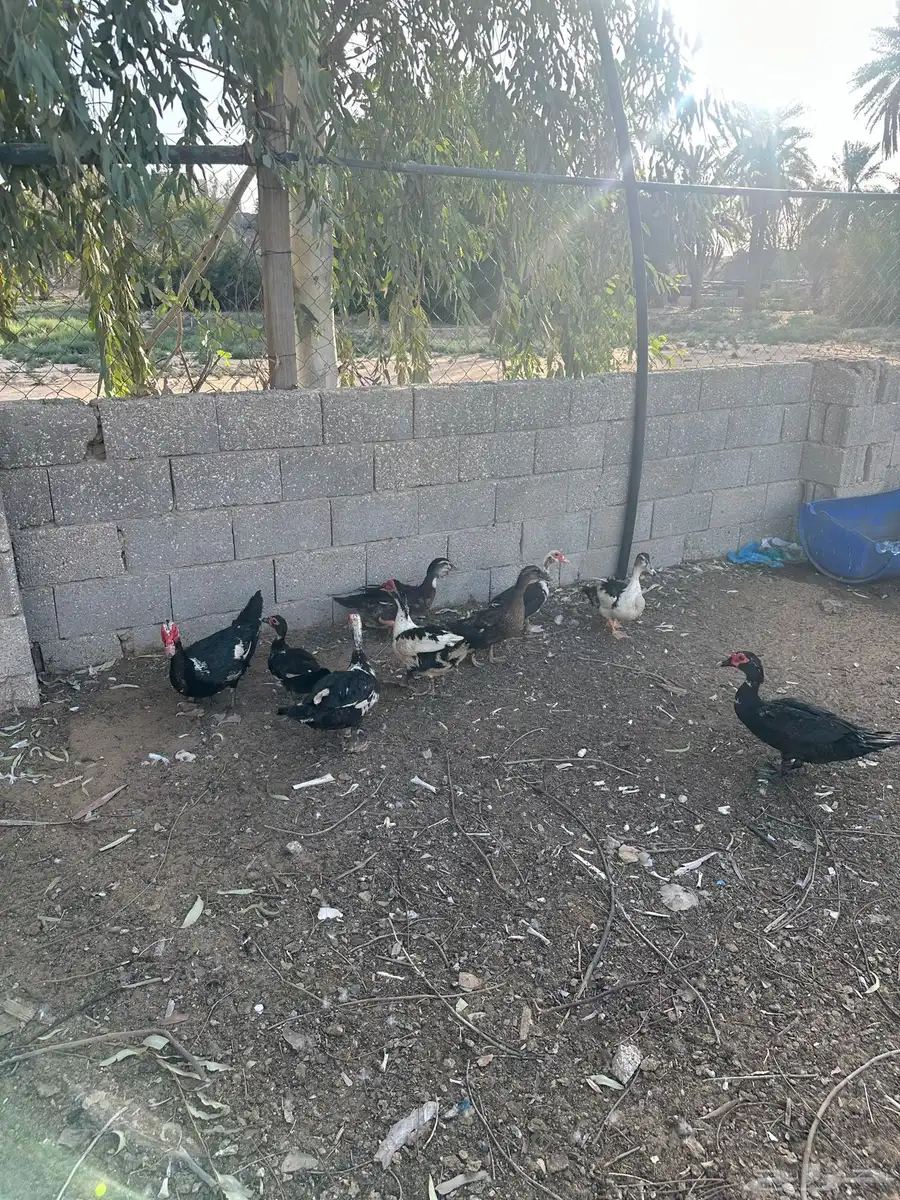 بط بح 4