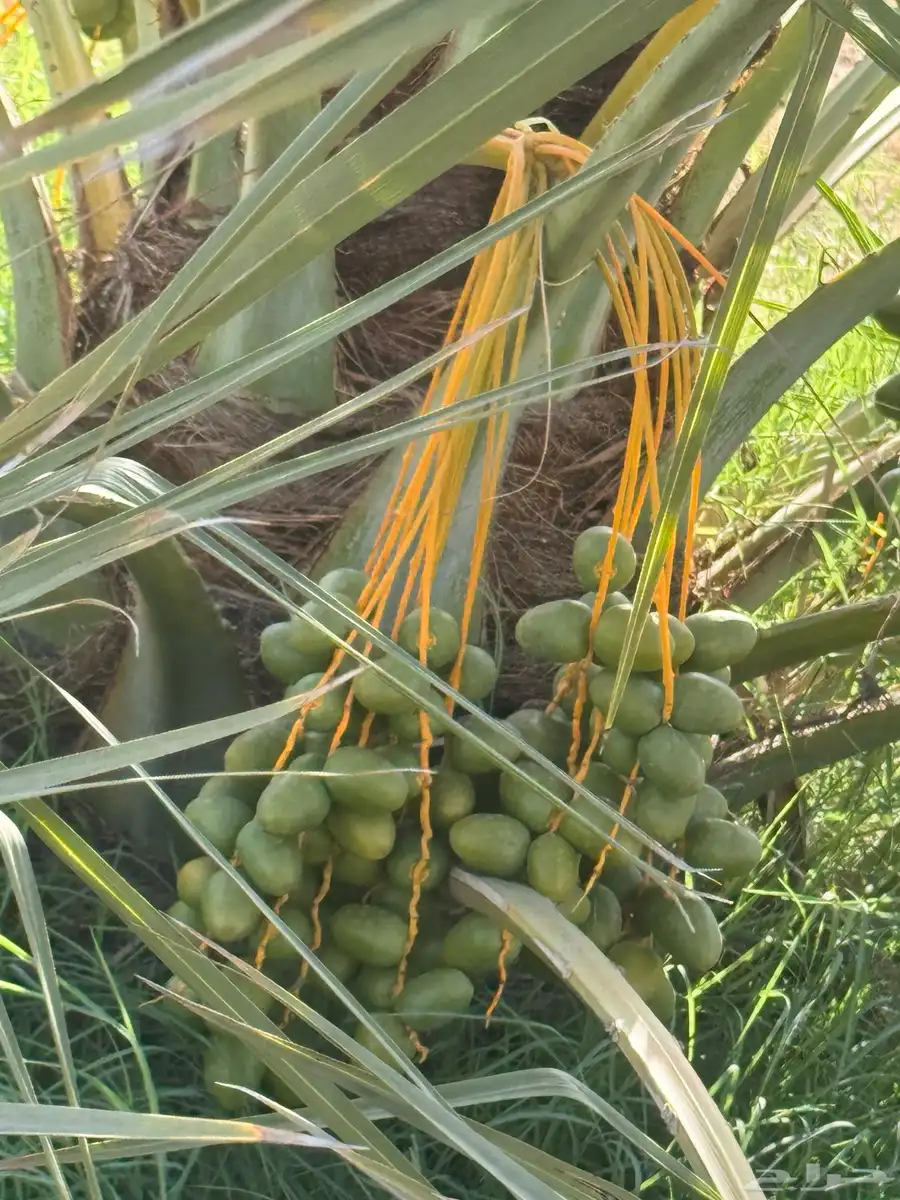 ثمرة نخيل للبيع بالجديدات 1