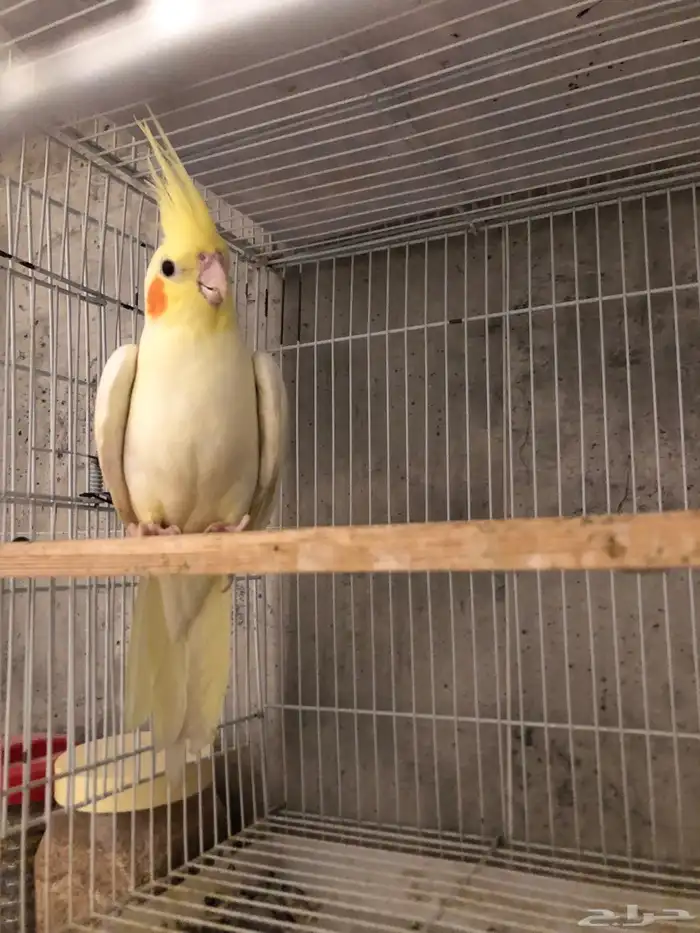 انثى كروان لاتينو منتجه و اليفه (( تم البيع )) 0