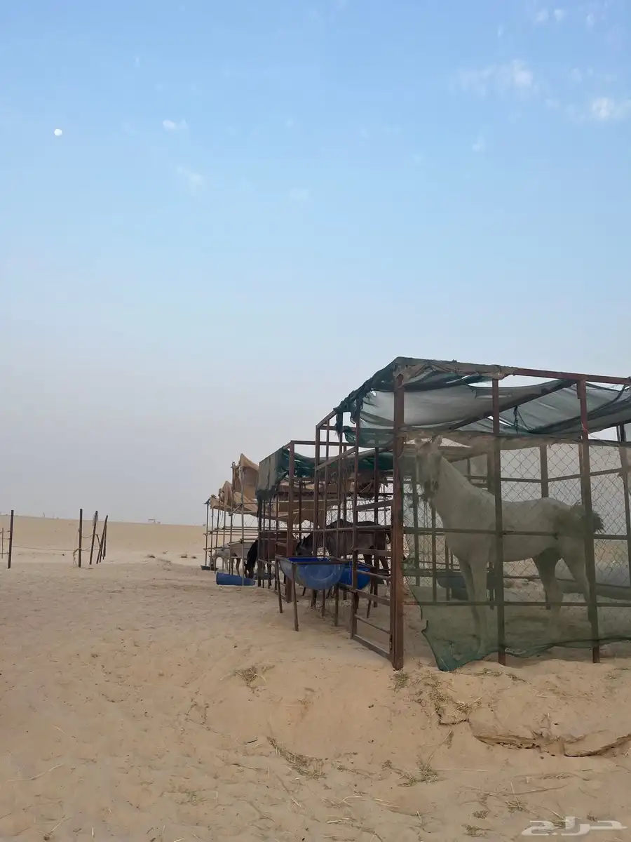 بوايك خيل واغراض مربط 1