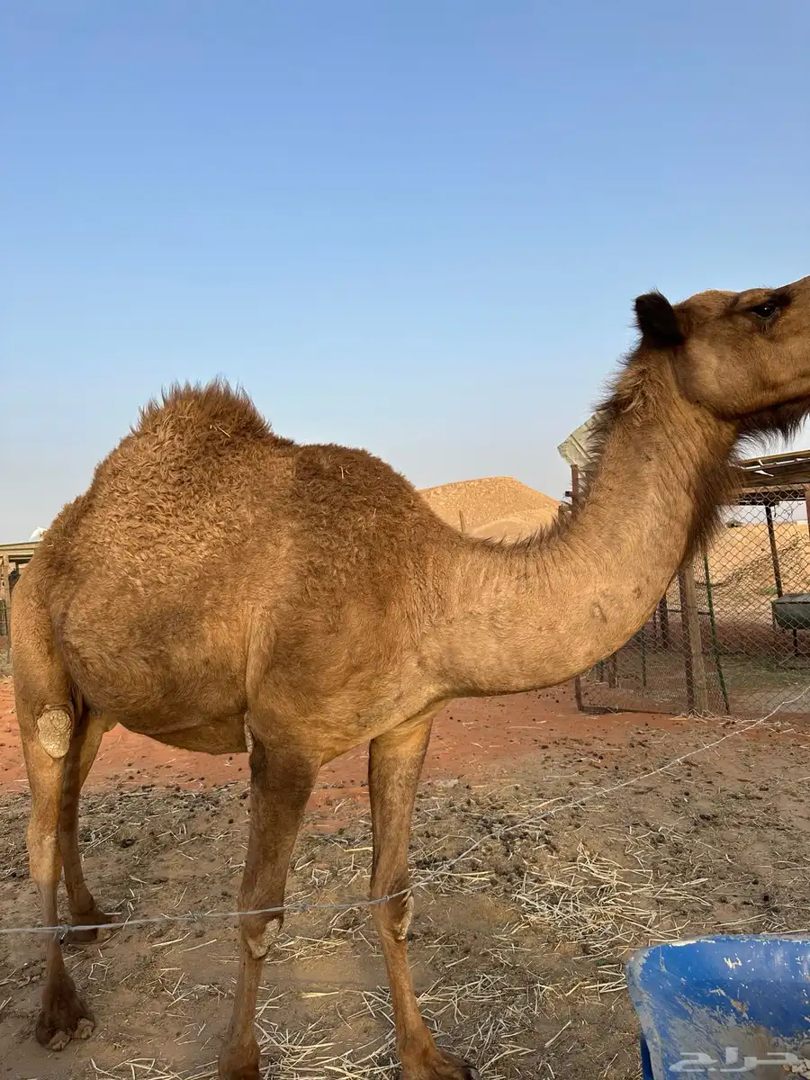 ناقه 1