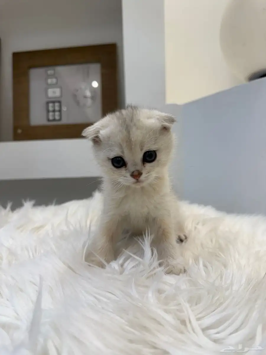 قطط سكوتش 6