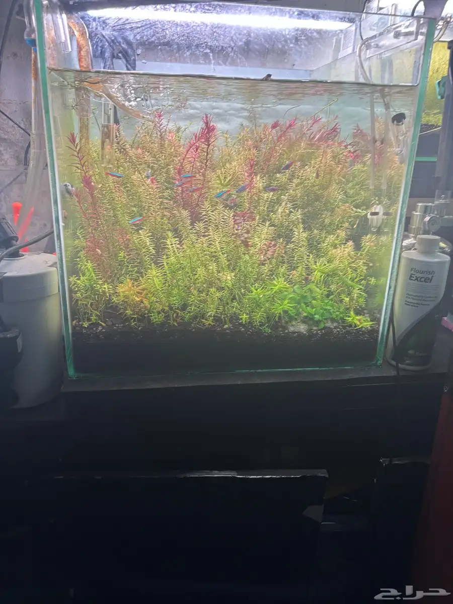 aquarium with plants light canister filter index
