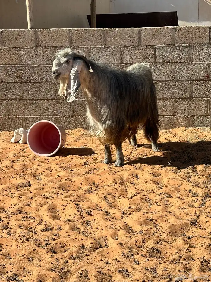 تيس عارضي طيب بالحيل 1