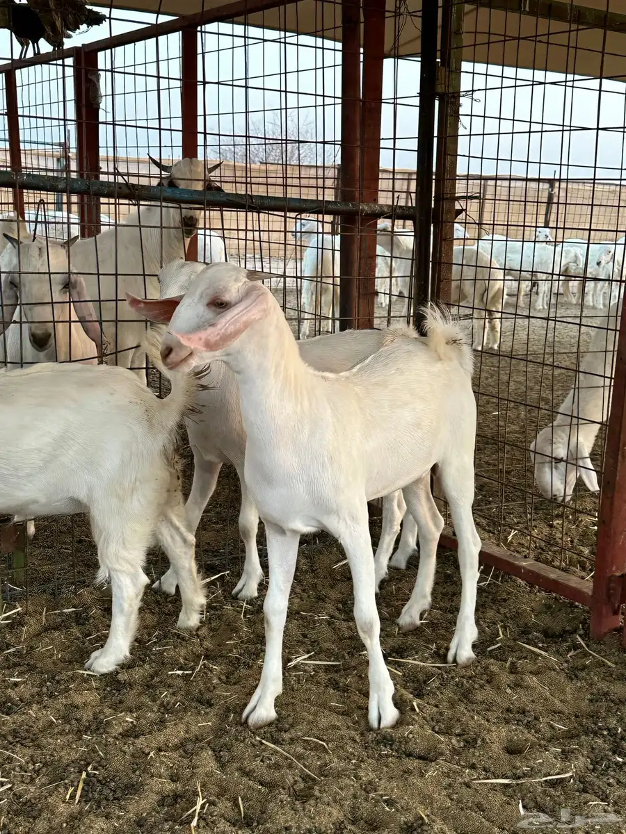 ماعز بيشي فاخر كحل و برص وعفر العدد 16 27