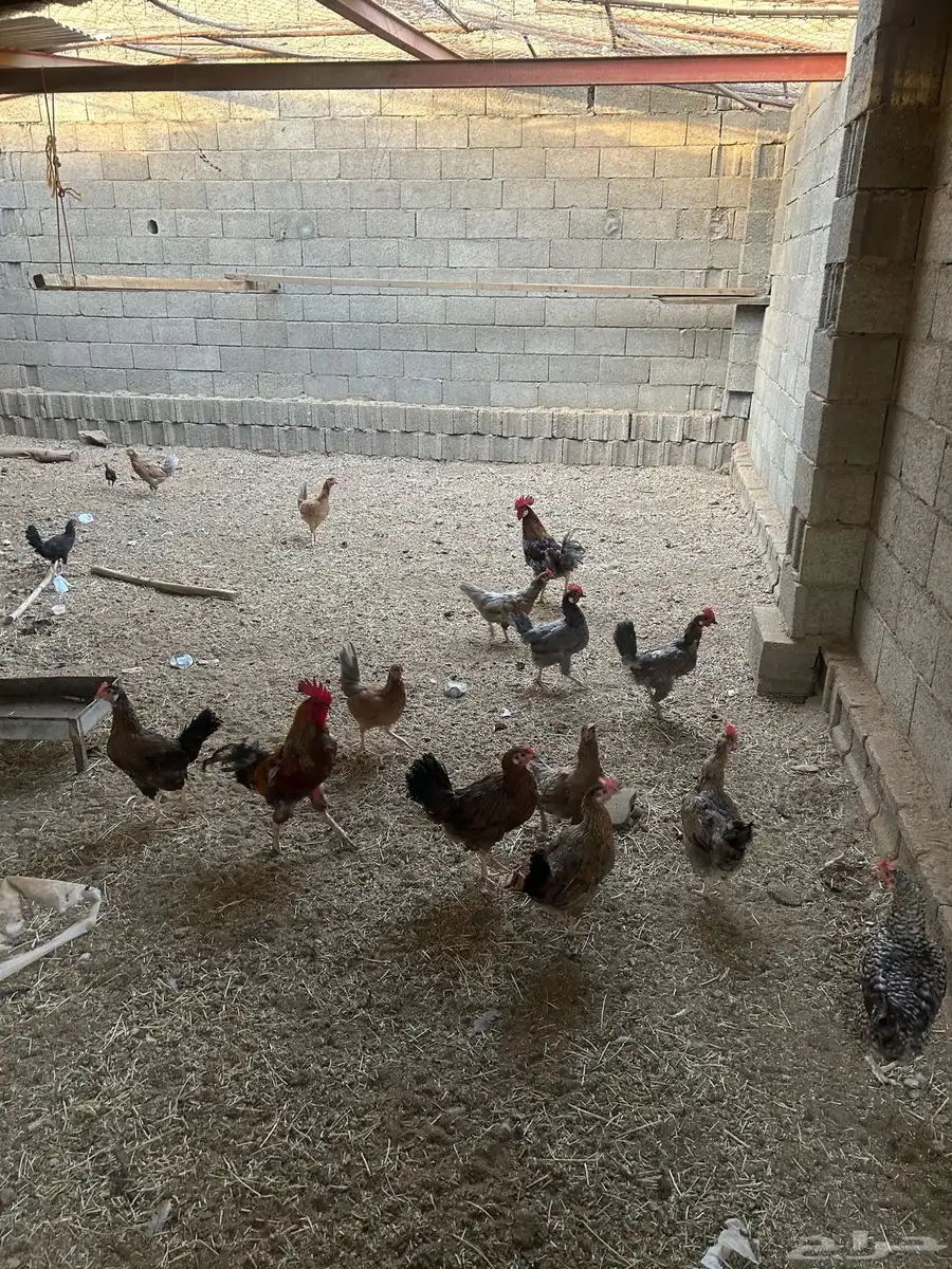 دجاج بلدي حظان نظيف الصحه ممتازه 4