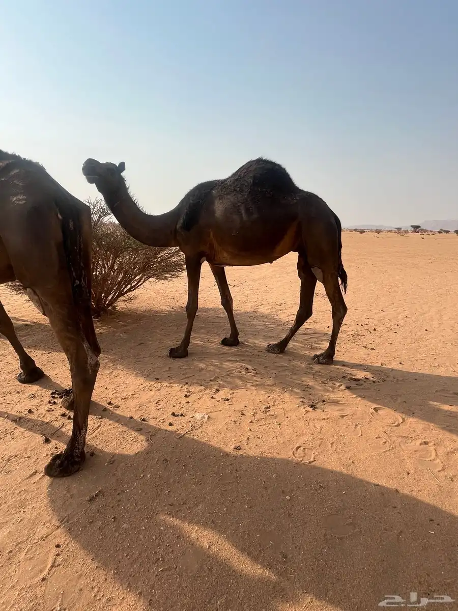 للبيع 1