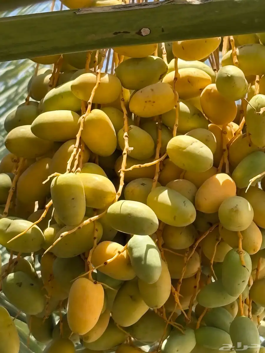 محصول 1000 نخله خلاص للبيع 0