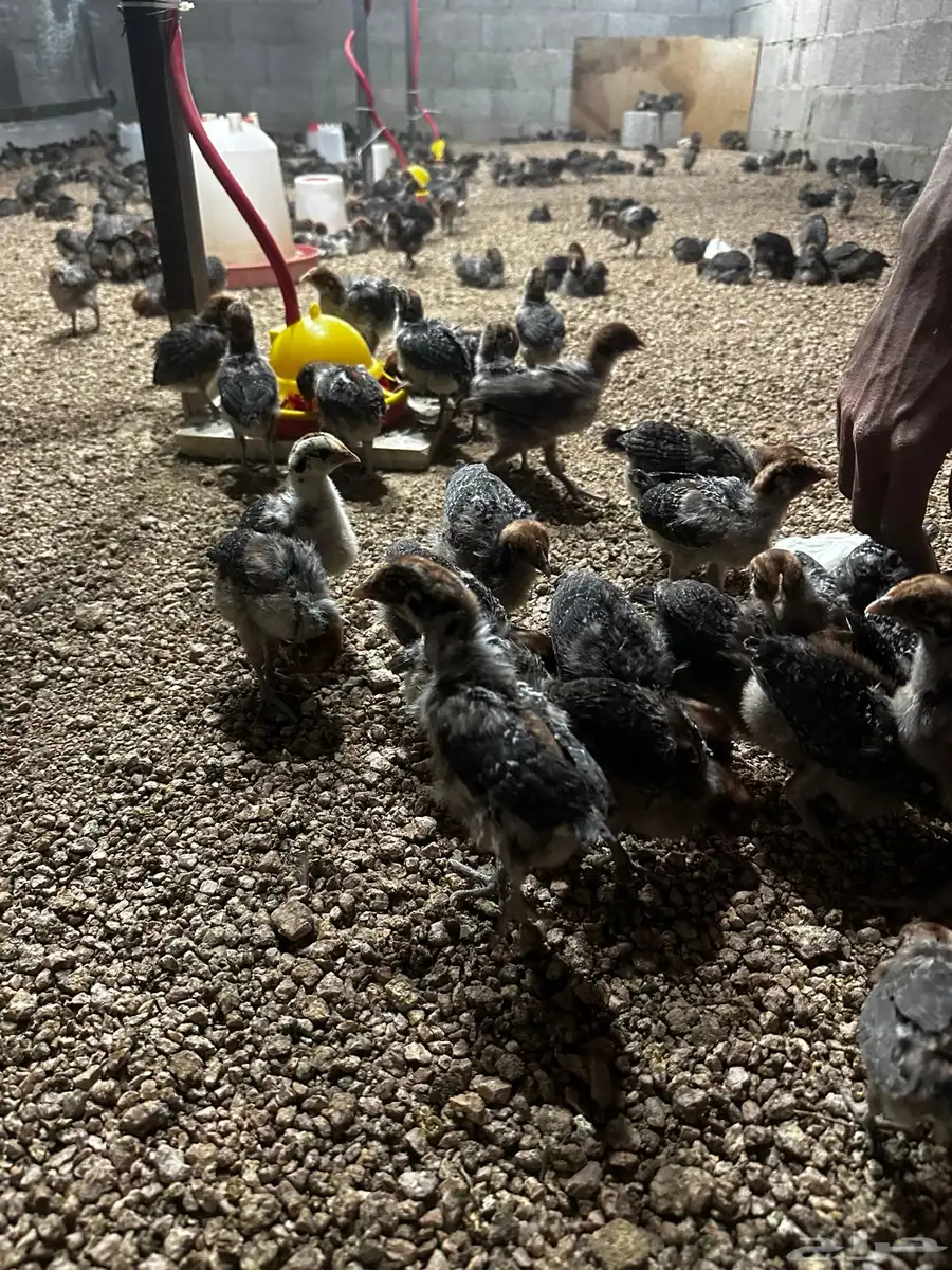 صوص فيومي شبابي 1