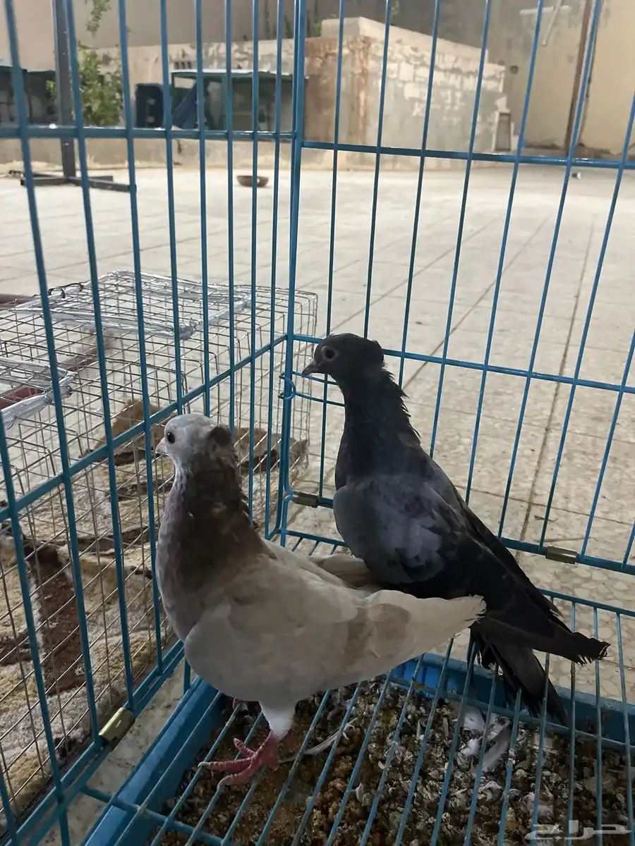 ذكر صنعاني صوت وحجم 3