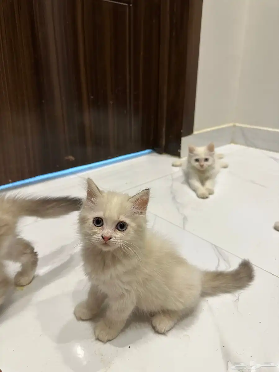 قطط هيمالايا للبيع 3