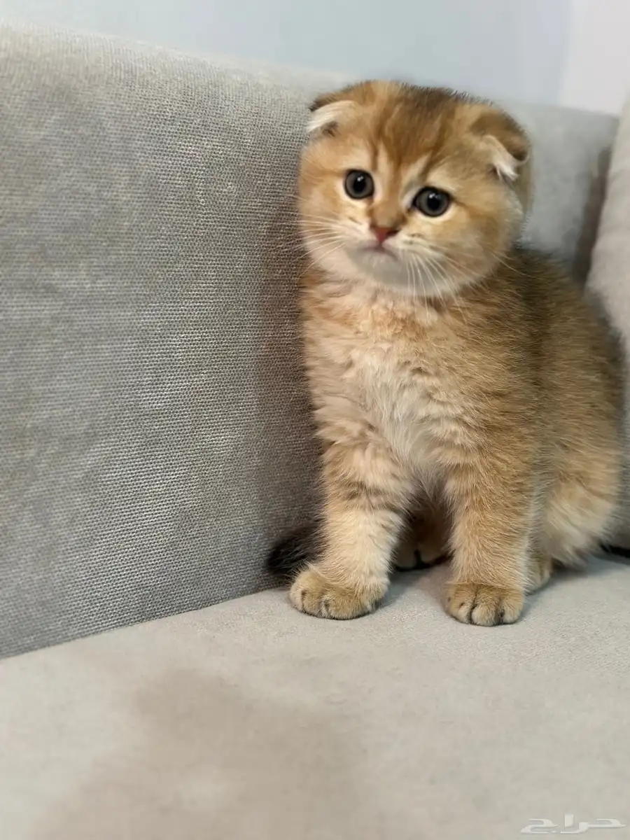 سكوتش فولد وستريت 2