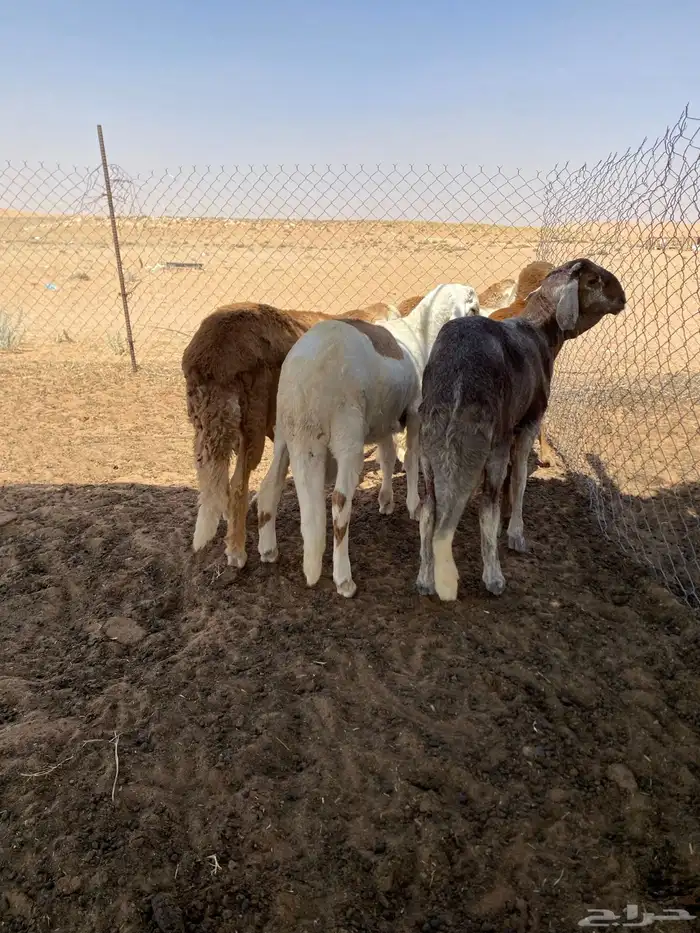 سواكني 5