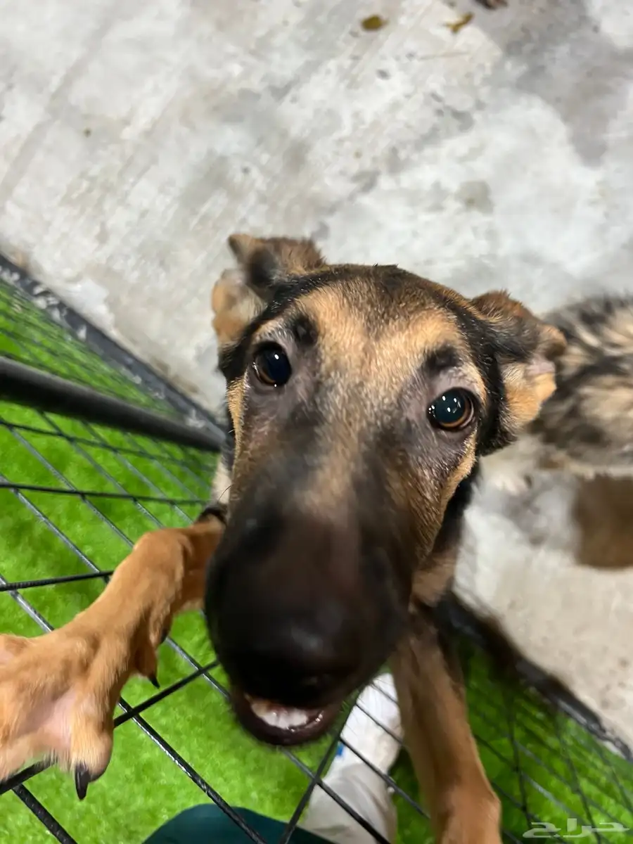 German shepherd puppy for adoption كلب 1