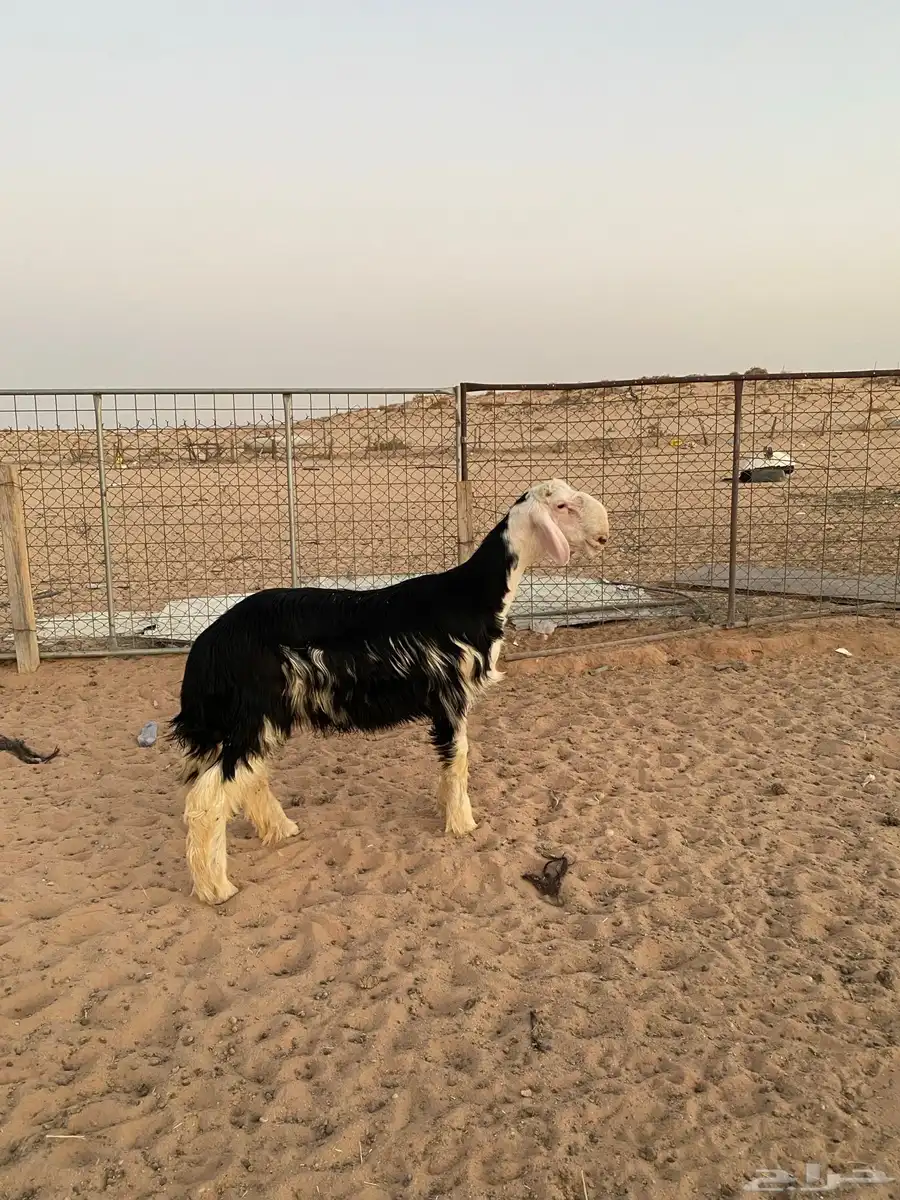 نجدي خروف 1
