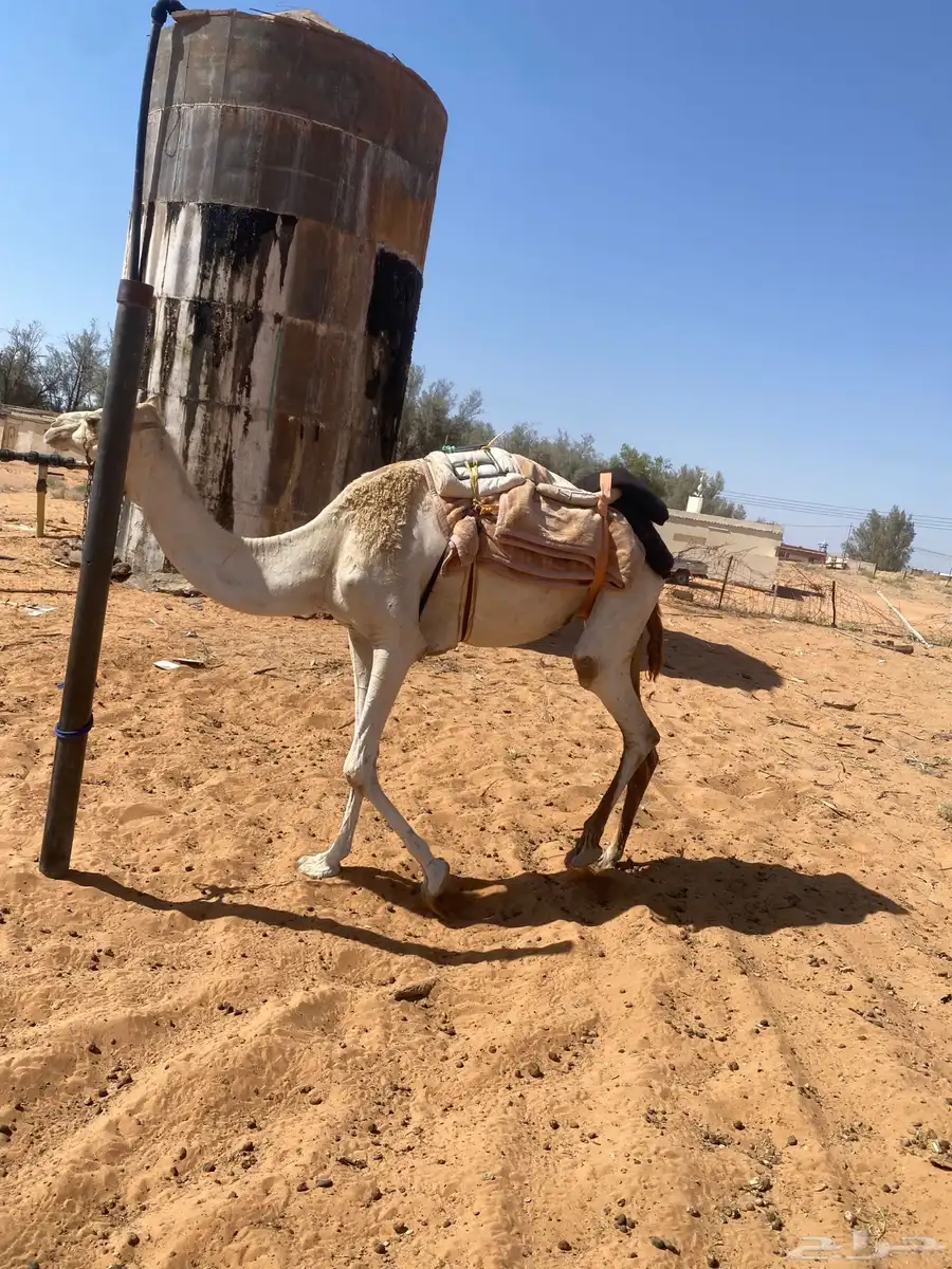 رحول للبيع 2