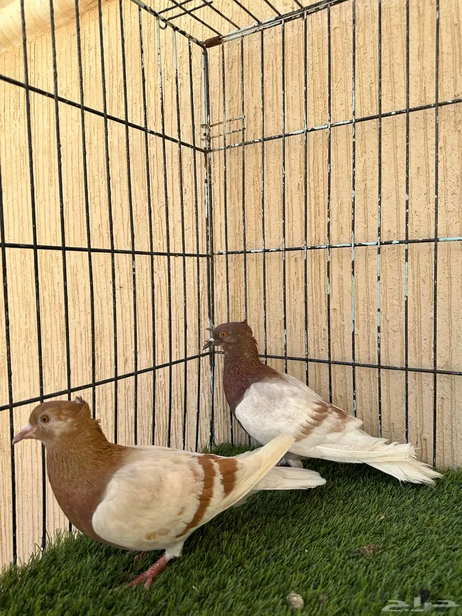 حمام ارشنجل جوز منتج ماشاءالله نوادر 2