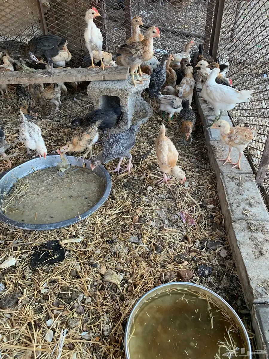 للبيع صوص بلدي فواتح 1