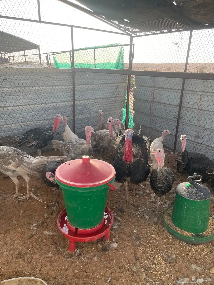 دجاج وديكة رومي فاخر 5